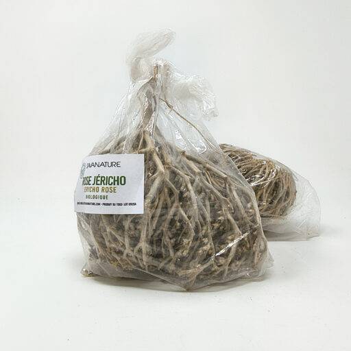ROSE DE JERICHO séchées