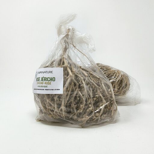 ROSE DE JERICHO séchées